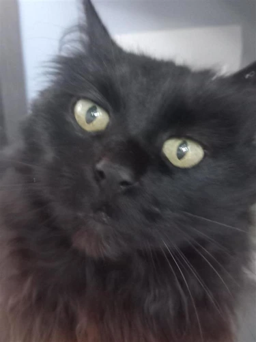 Bea