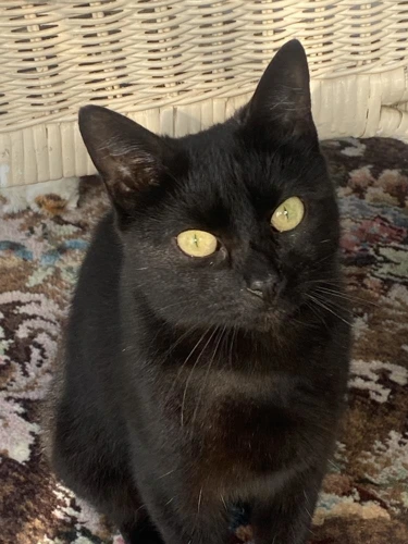 Laila