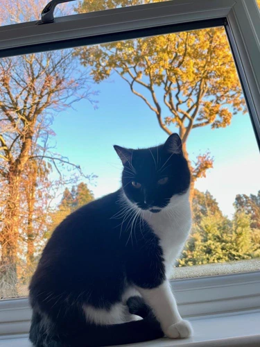 PIP