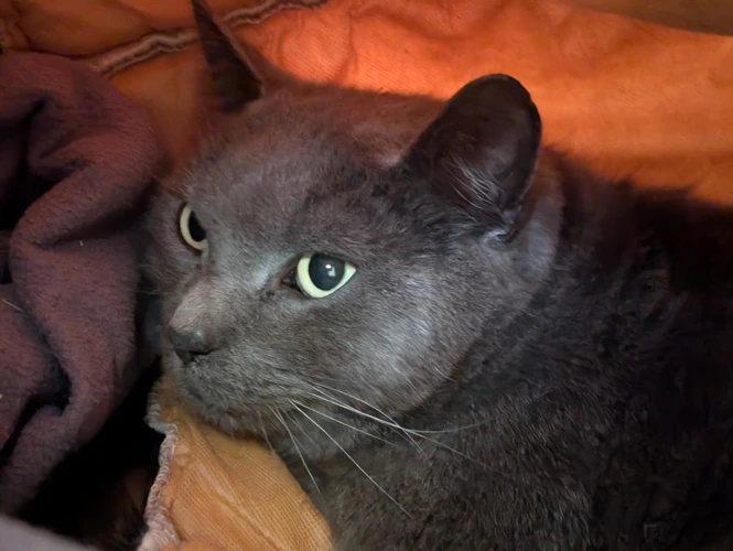 Enzo