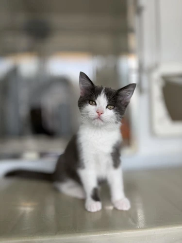 Mozzarella