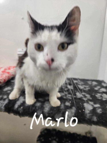 Marlo