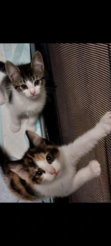 Variety of kittens available
