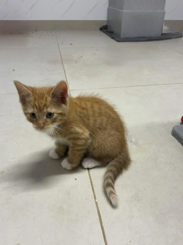 Benny
