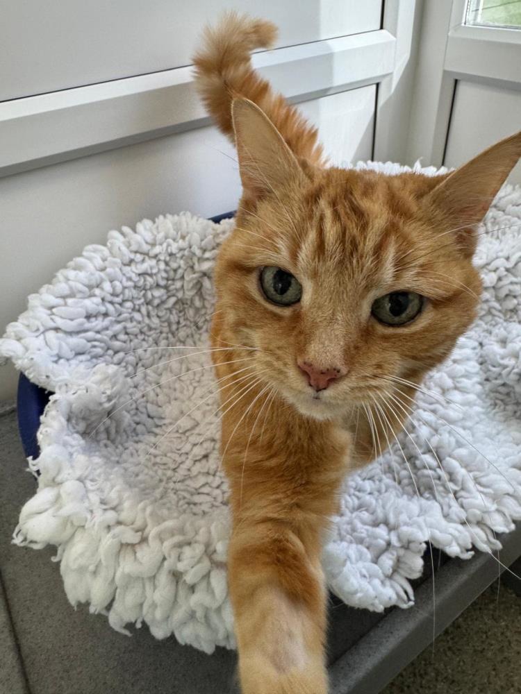 Honey — Domestic Cat