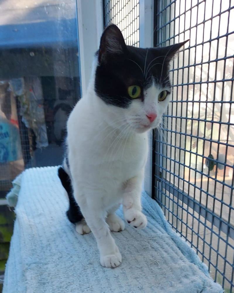 Honey — Domestic Cat