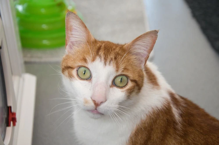 Basil