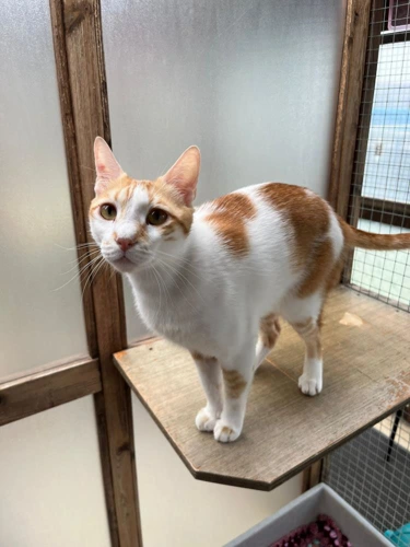 Pip