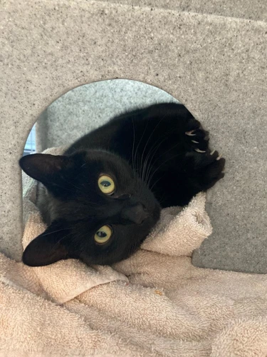 Micah