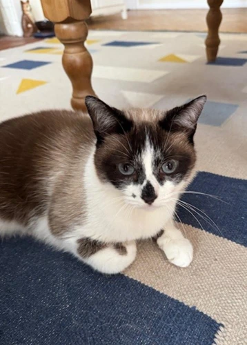 Tufty