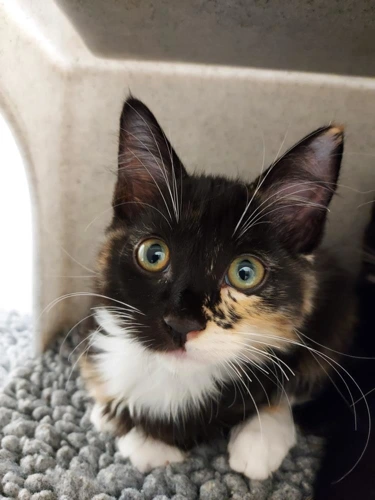 Iona 12w female kitten