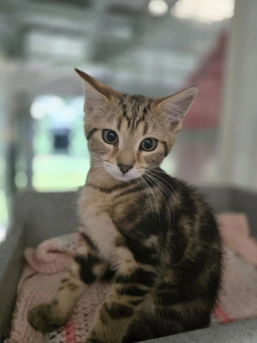 Sebastian