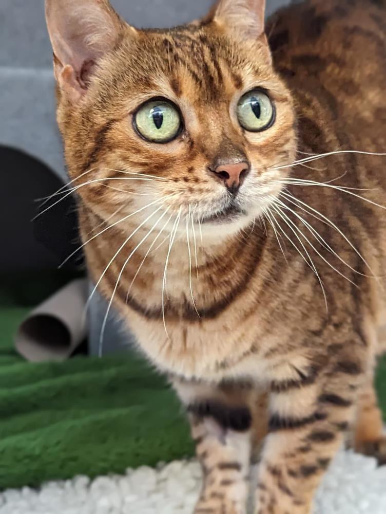 Find a cat near you Adopt a cat Cats Protection