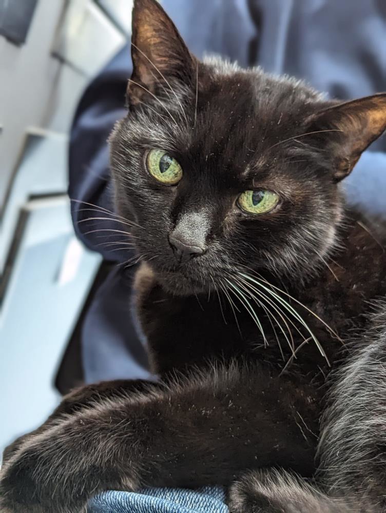 Find a cat near you Adopt a cat Cats Protection