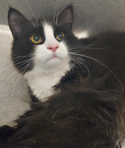 Twinings 1 yr male