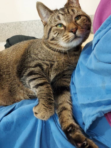 Mia INDOOR CAT