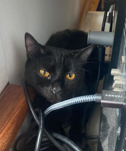 . OC - Viola Sanderson - 1y female