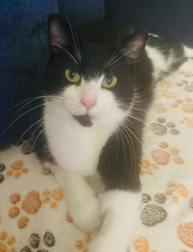Oreo