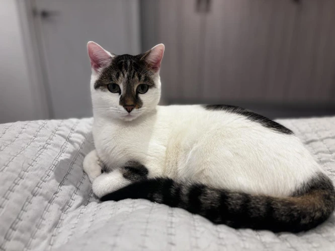 Oliver