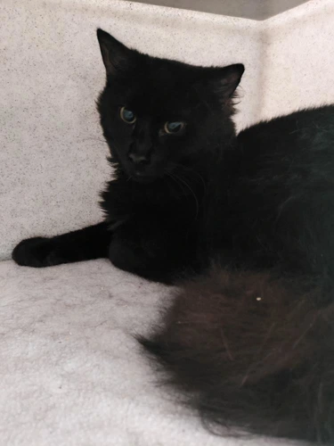 Hugo