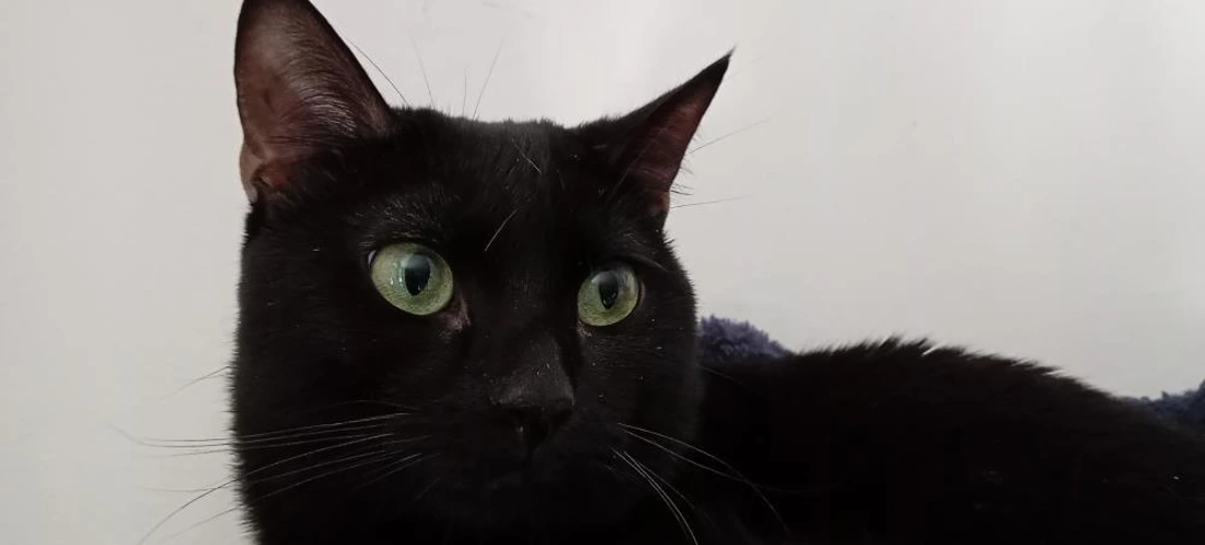 TJ