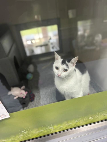 Milly Outdoor Home Needed