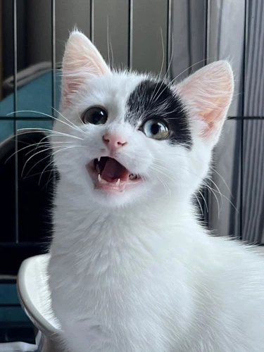 Yuki