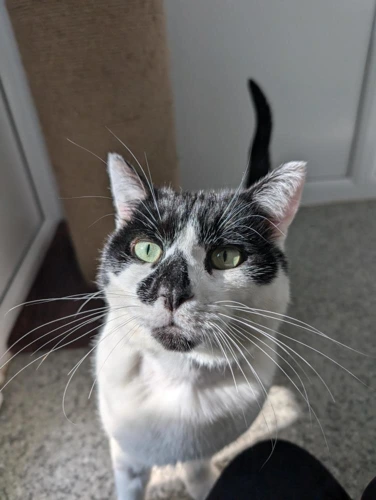 Smudge