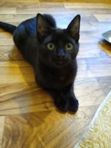 Kato