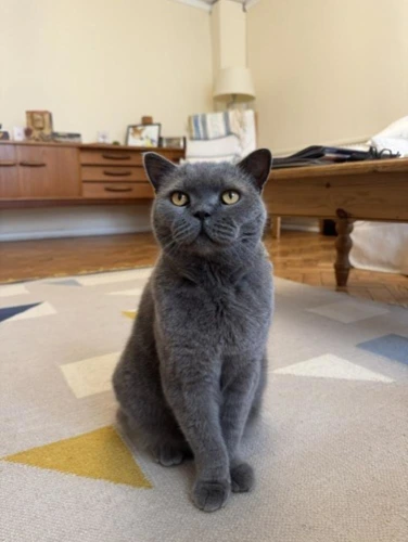 Bluebell