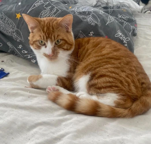 Simba