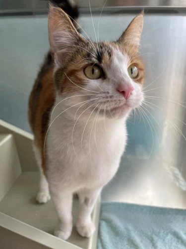 Lulu