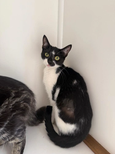 Mimi