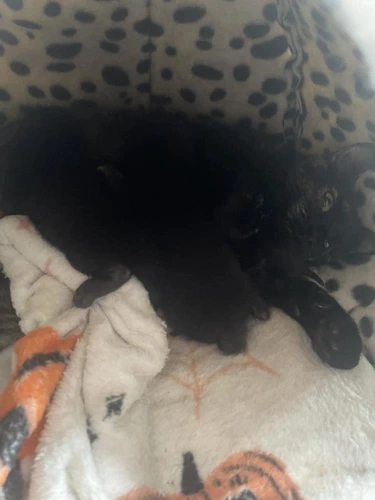 Kitten - Ebony