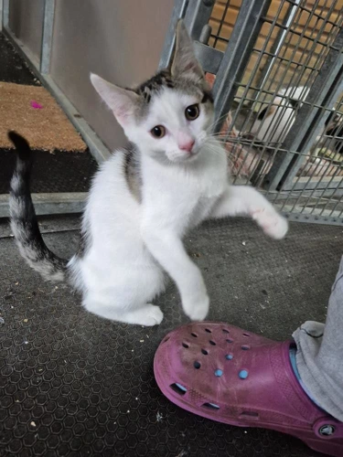 Kitten Jellybean