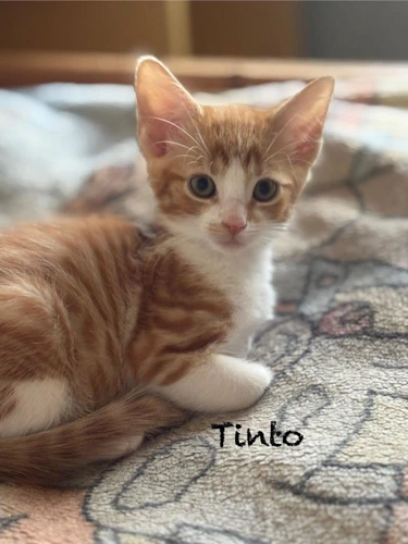 Kitten Tinto