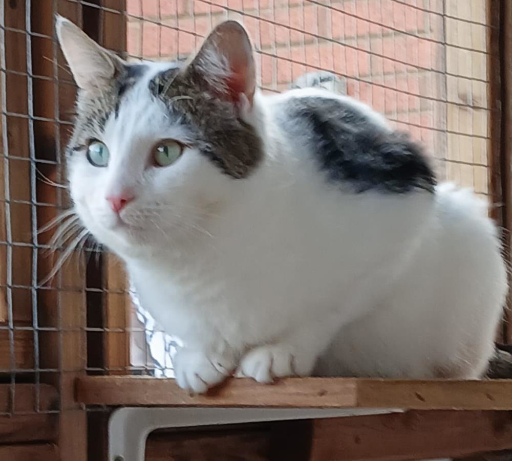 Find a cat near you Adopt a cat Cats Protection