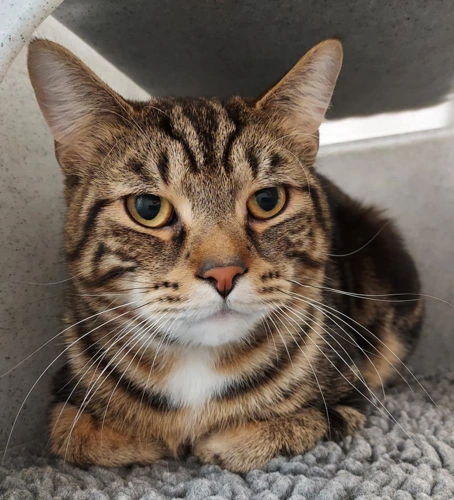 Argyle and Brodie - 2y old males