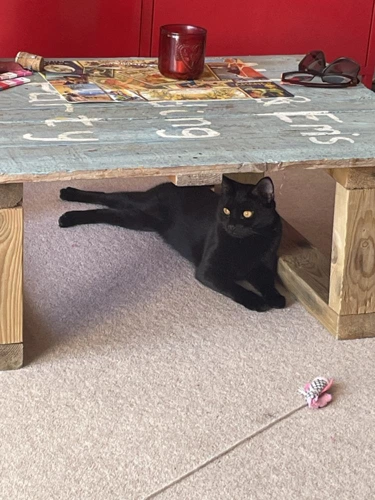 Viola Sanderson - 1y female