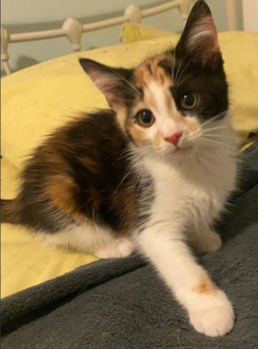 Coco
