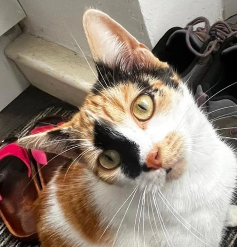 Callie