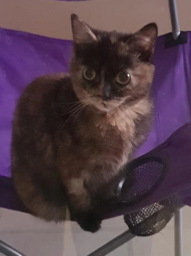 Hazel
