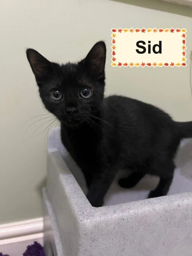 Sid