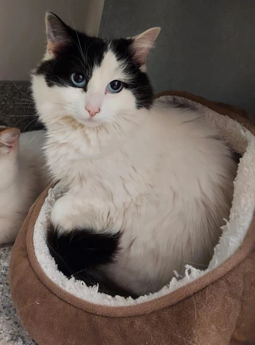 KitKat (2y female) + Son Oreo (1y)