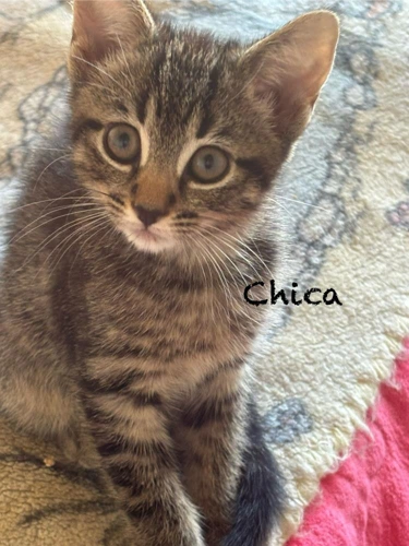 Kitten Chica