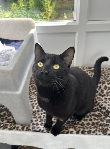 Boris