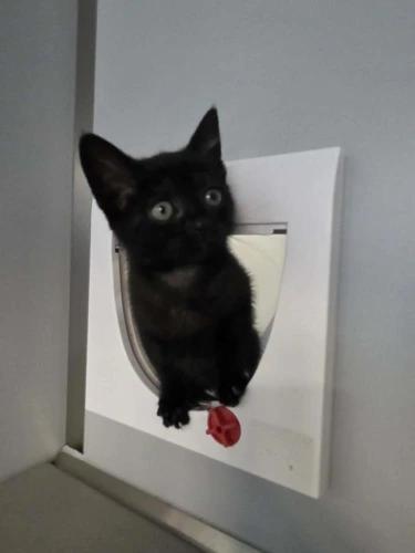 Daredevil