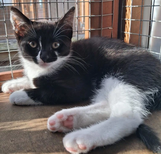 Cadbury