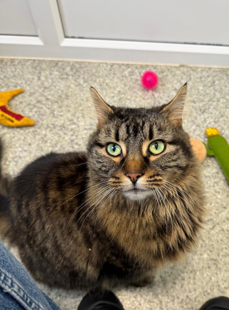 Bella — Domestic Cat