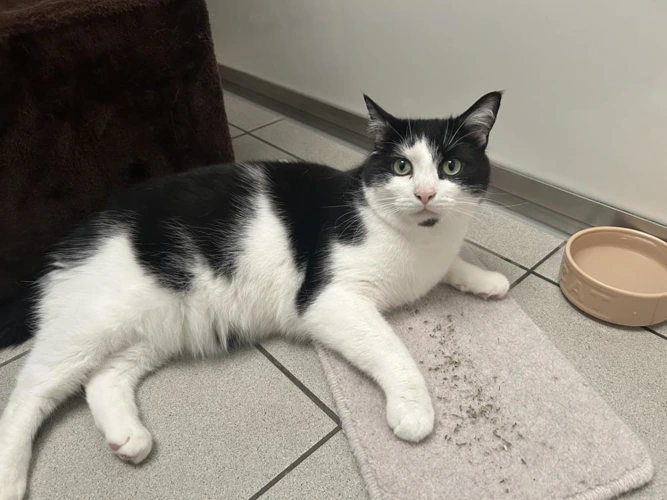 Oreo